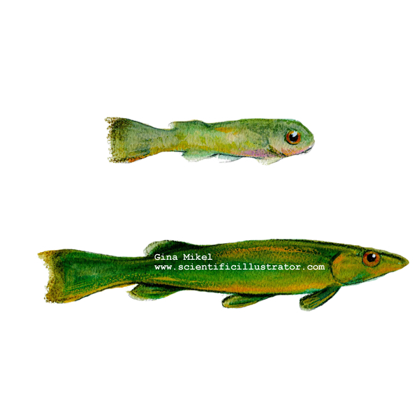 Swim up fry and fingerling