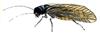 alderfly