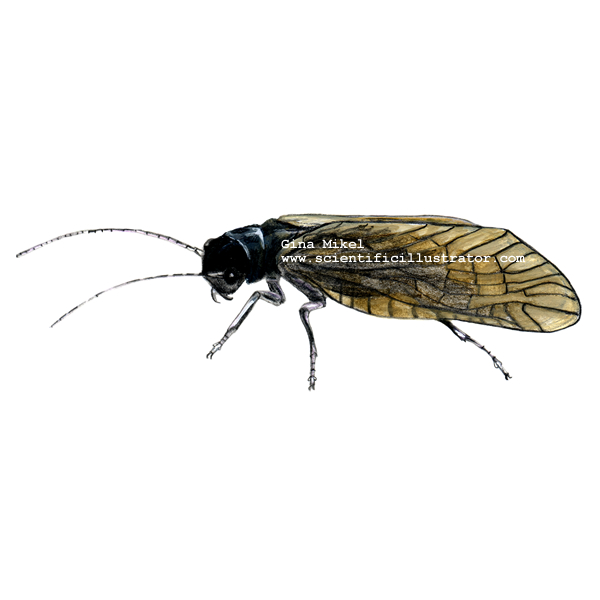 Alderfly
