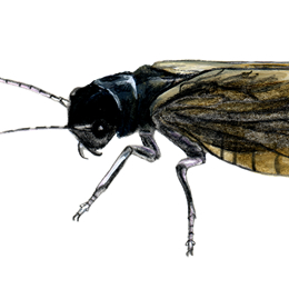 alderfly