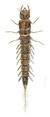 alderfly larva