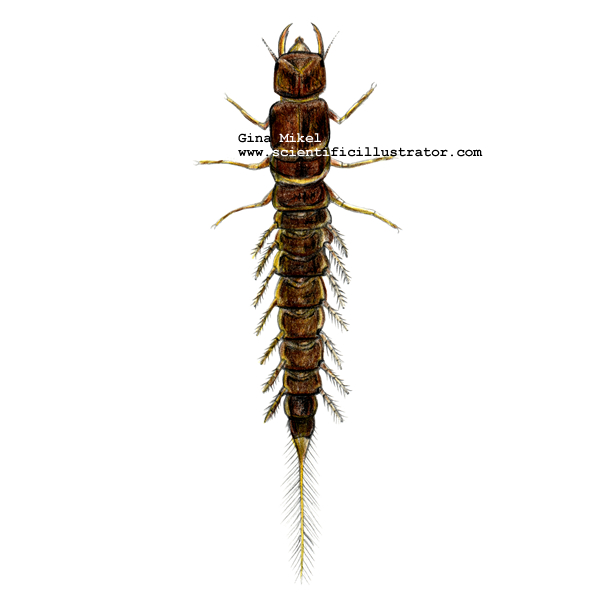 Alderfly Larva