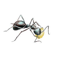 ants
