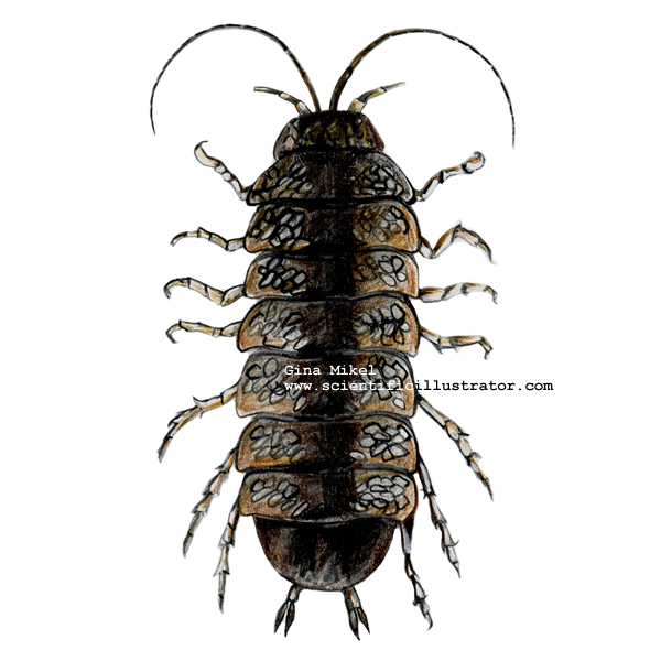Aquatic Sowbug