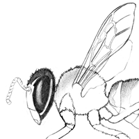bee