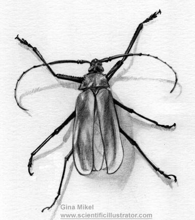 tanner longhorn, insect