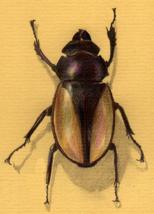 bison stag beetle
