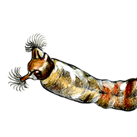 black fly larva