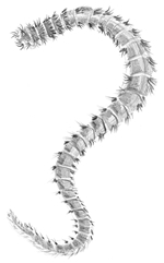 Bristle Worm Illustration