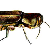 bronze borer