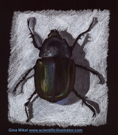bug illustration