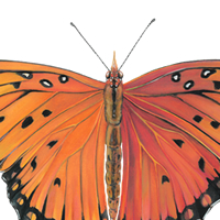 gulf fritilary butterfly