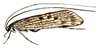 caddisfly illustration