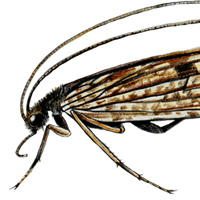 caddisfly