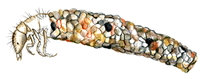 cranefly larva