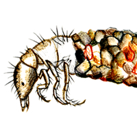 caddisfly larva