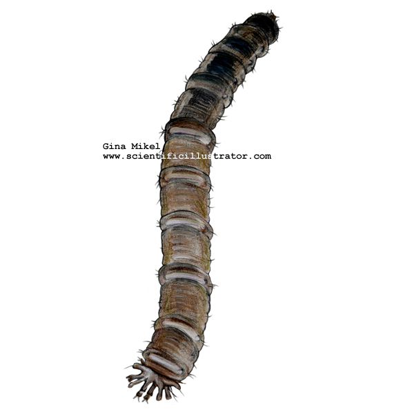 Cranefly Larva