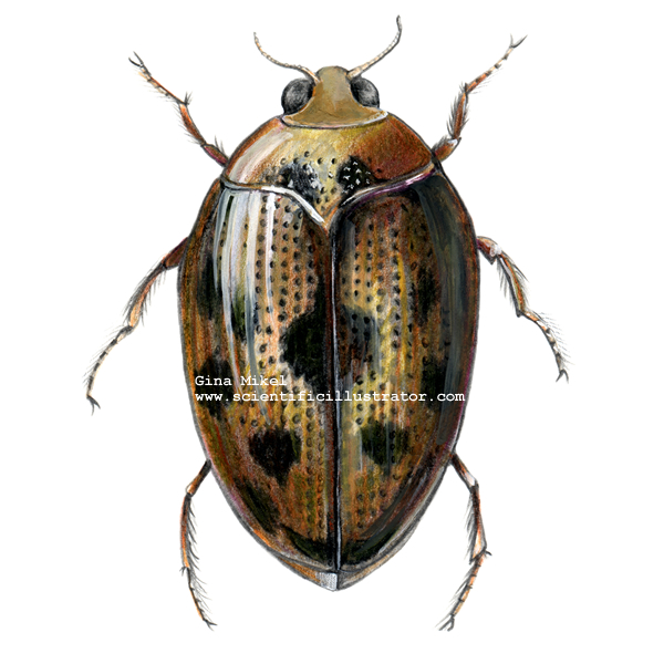 Crawling Water Beetle