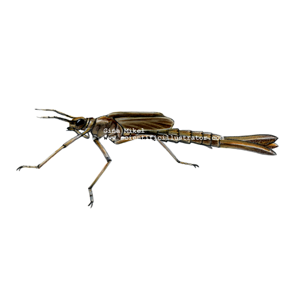 Damselfly Larva
