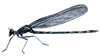 damselfly illustration