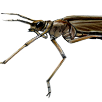 damselfly larva