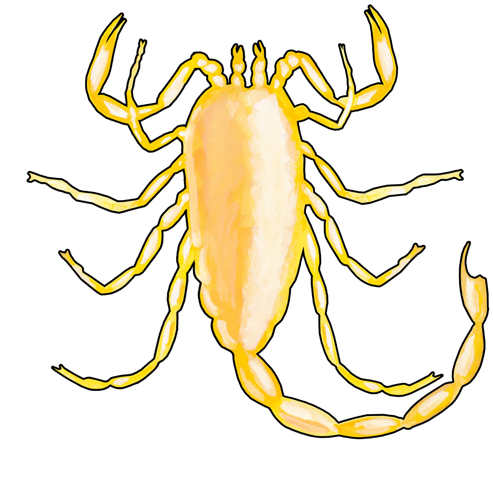 Artwork by Gina Mikel: Deathstalker Scorpion (yellow), Scorpiones