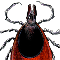 deer tick