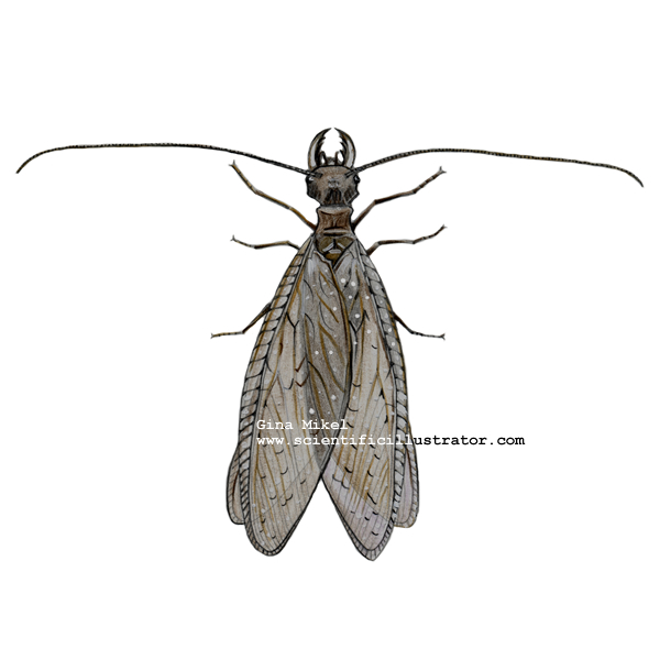dobsonfly
