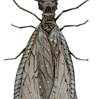 dobsonfly