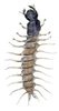 dobsonfly larva