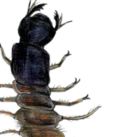 dobsonfly larva