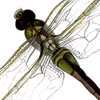 green darner dragonfly