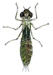 dragonfly larva