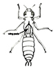 dragonfly larva wng pads