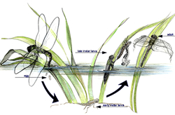 Dragonfly Life Cycle