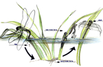 dragonfly life cycle