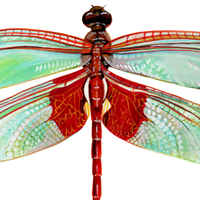 red saddlebags dragonfly