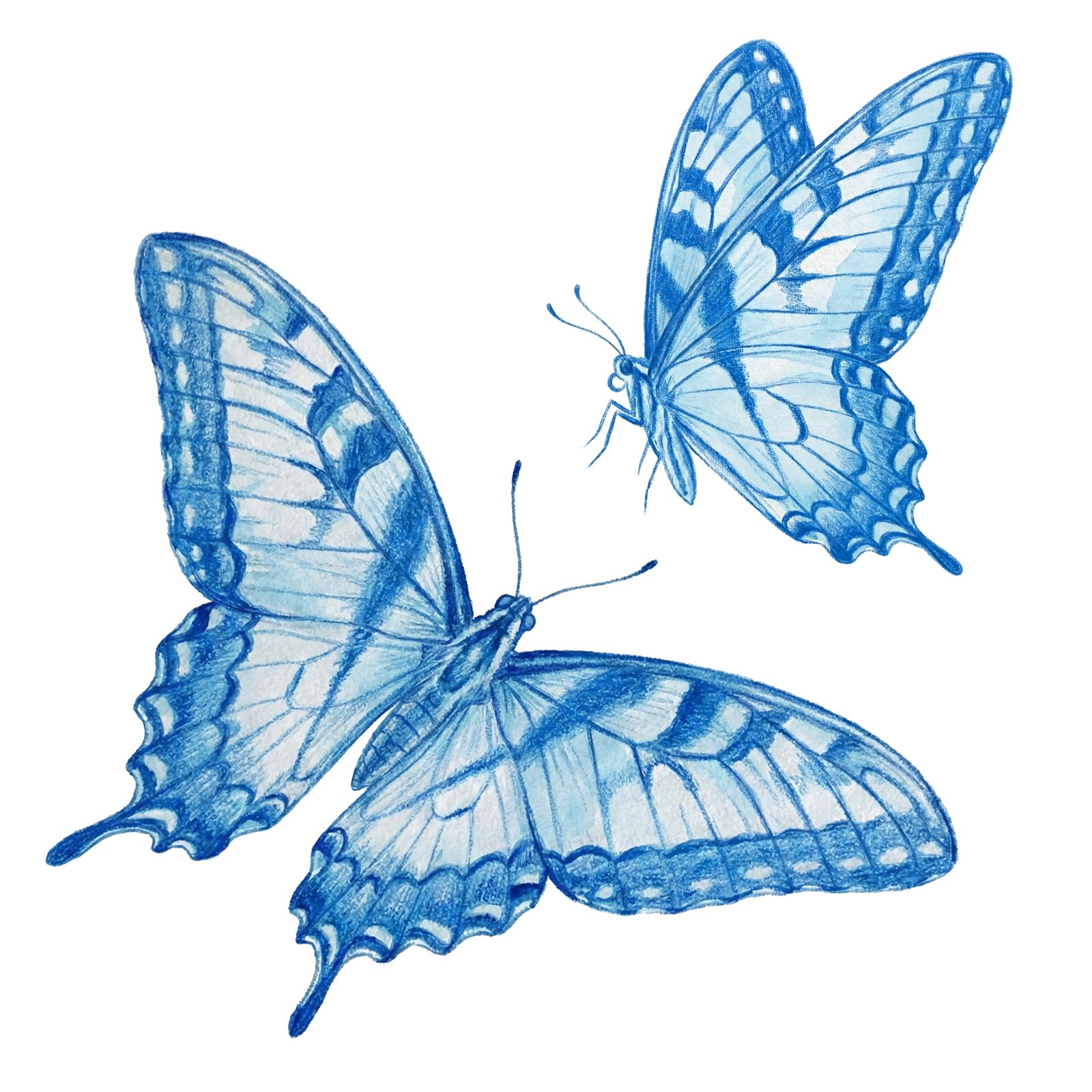 Artwork by Gina Mikel: Eastern Tiger Swallowtail, Papilio glaucus