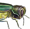 emerald ash borer