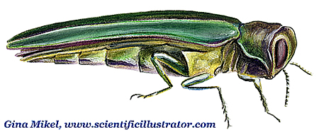 emerald ash borer