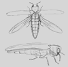 emerald ash borer sketch
