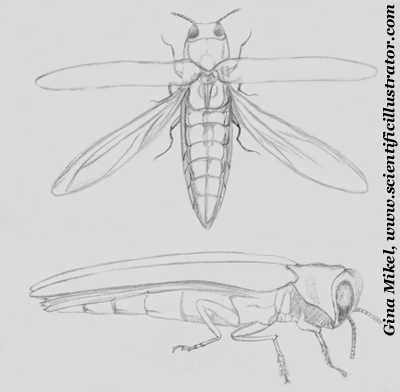 emerald ash borer