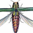 emerald ash borer