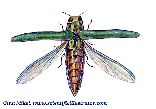emerald ash borer
