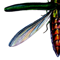emerald ash borer