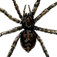 fishing spider
