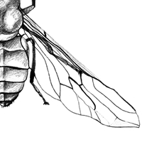 horse fly