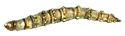 horsefly larva
