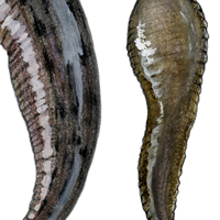 leech