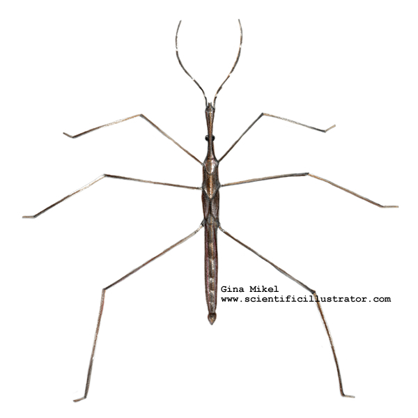 Marsh Treader